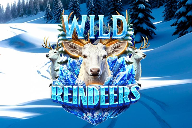 Wild Reindeers